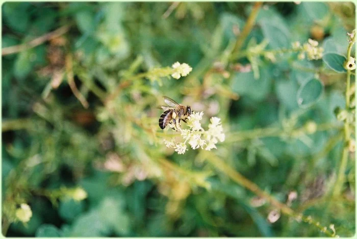 Biodiversité, abeille butineuse