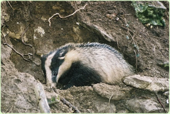 Blaireau dans le mur de la douve