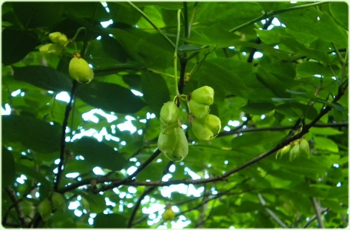 Faux-pistachier