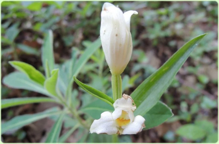 Orchidées sauvages
