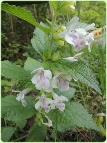 Flore rare de la prairie