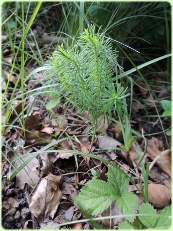 Plantes des prairies