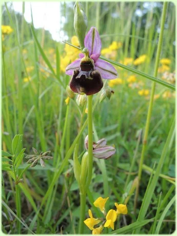 Ophrys bourdon