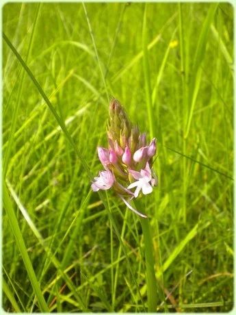 Prairie à fleurs